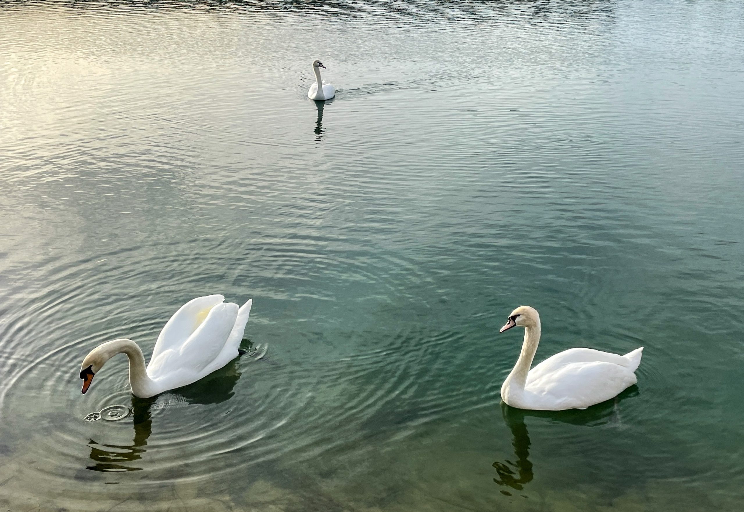 A Tale of Two Swans