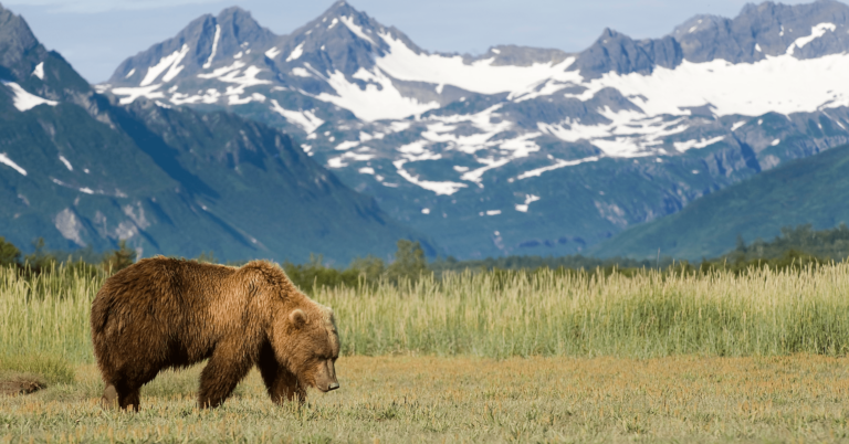 Alaskan Mountain Range Featuring a Brown Bear
