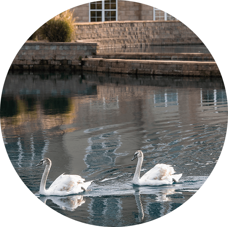Exterior view of Searstone Retirement Community featuring swans