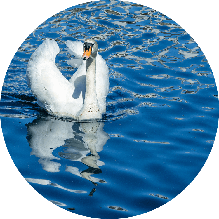 Swan on a lake at Searstone