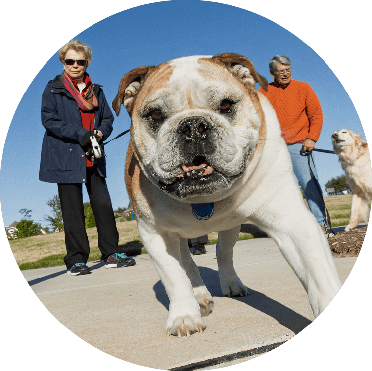 Senior couple walking their dogs outside